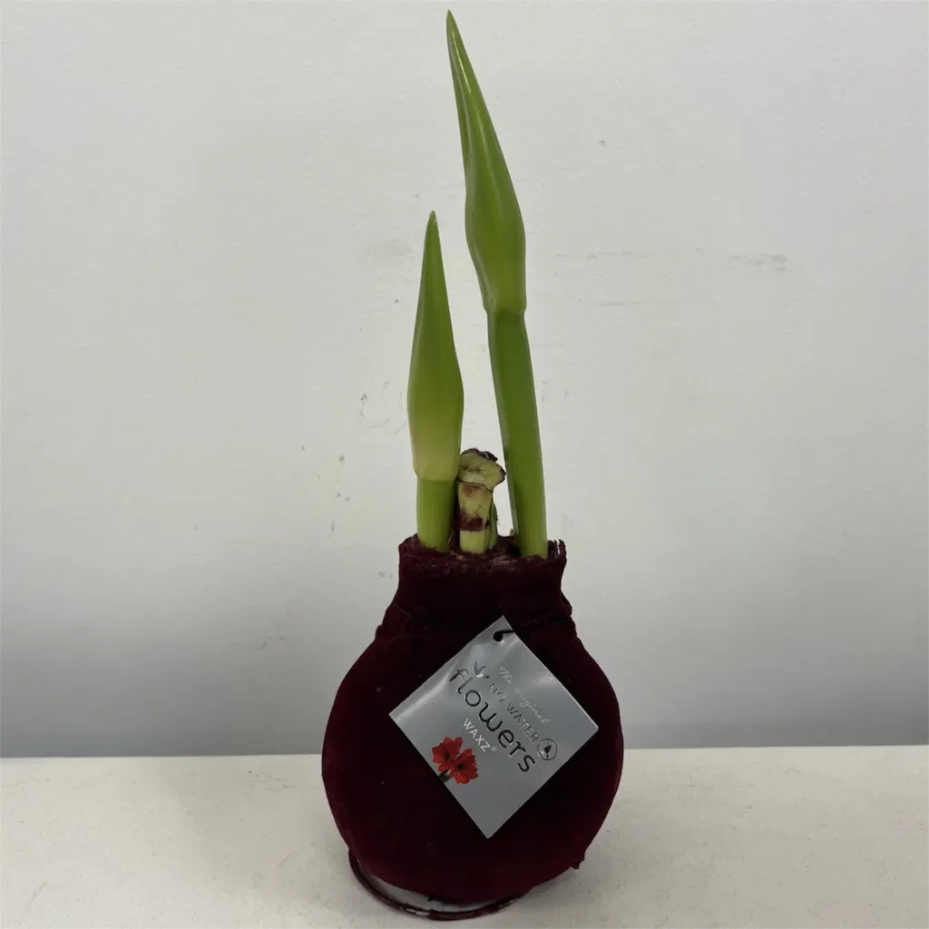 Mørk rød velour amaryllis