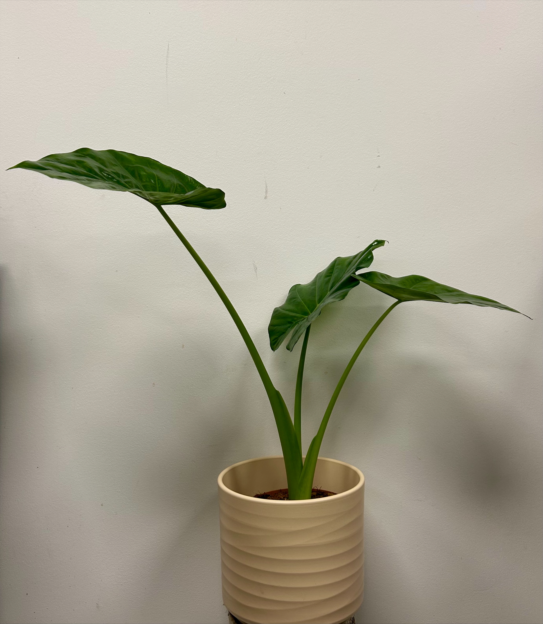 Elefantens øre - Alocasia 'Odora' med krukke.