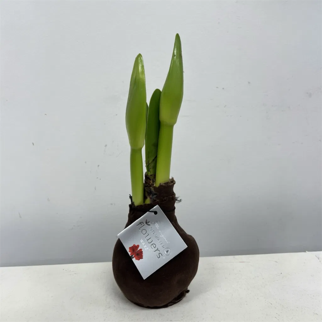 Mørk brun velour amaryllis