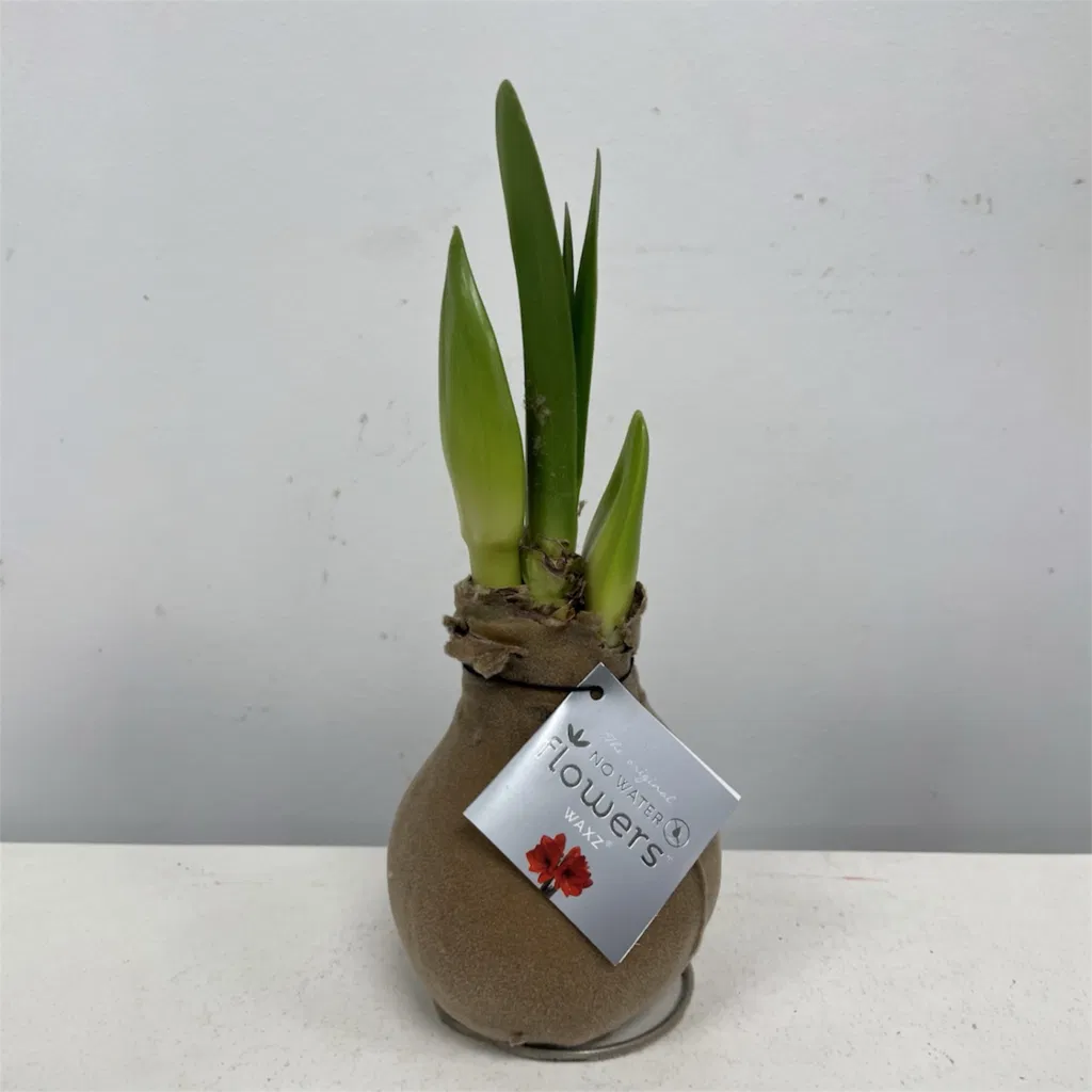 Lys brun/sandfarvet velour amaryllis